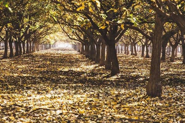 Blog - Walnut harvesting technology in industrial gardens